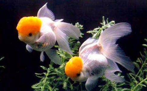 �l(f��)�F(xi��n)���~(y��)������Ԓ�}���ģ����x3ƪ��