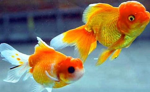 �ɐ۵Ľ��~����[�\��15ƪ]