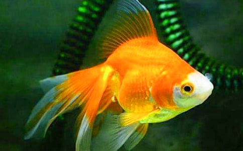 (���T)�B(y��ng)���~����15ƪ