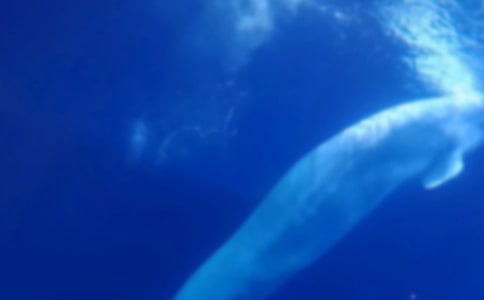 少年和鯨魚_550字