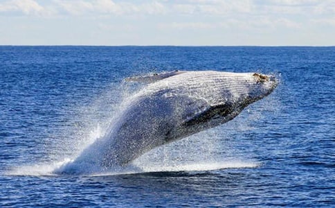 大班美術鯨魚教案