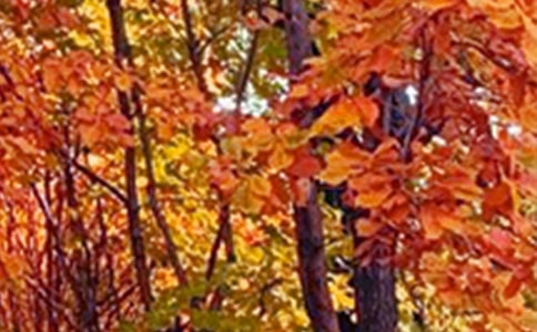 泰山景色的優(yōu)秀作文(通用40篇)