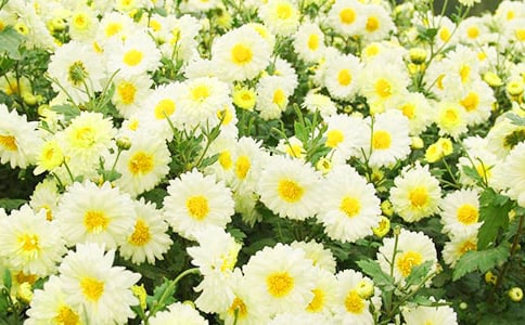 我愛(ài)菊花作文15篇