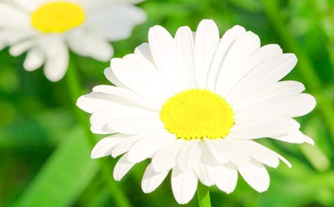 大班美術(shù)教案《美麗的菊花》反思