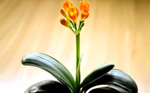 �茑�����m������