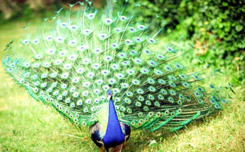 �а����g(sh��)�̰������Ŀ�ȸ