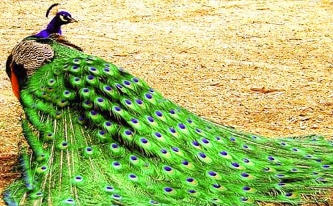 《驕傲的孔雀》