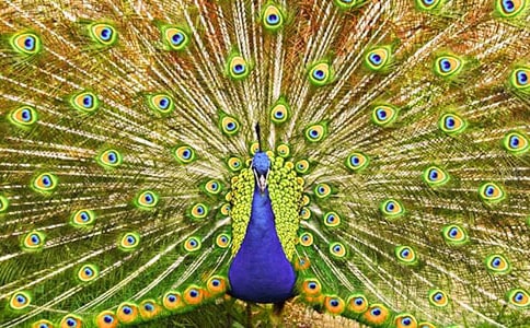 《孔雀東南飛》 1