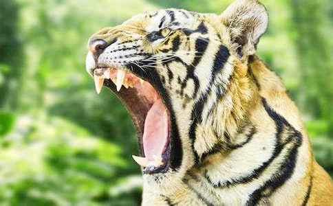 小老虎變成“落湯虎”