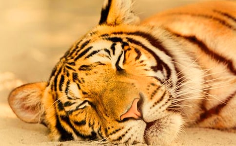 ����ֻ�ϻ����f�n��