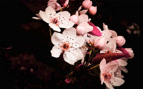 2024年形容梨花的句子23句
