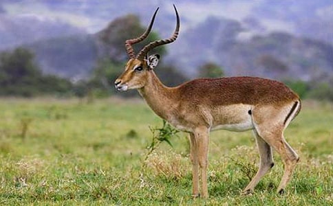 ������ľ�� (�W(w��ng)�с���)