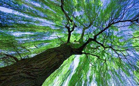 1《柳樹(shù)醒了》