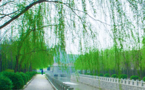 15《小柳樹和小棗樹》 之二