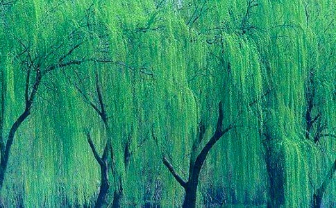 小柳樹和小棗樹教學(xué)設(shè)計