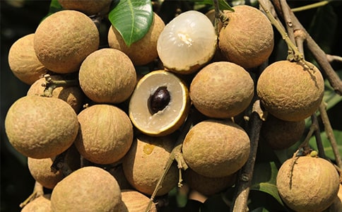 家鄉(xiāng)的龍眼作文