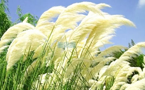 發(fā)展蘆葦濕地污水處理綠色生態(tài)工程初論