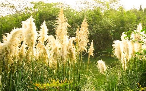 �P(gu��n)���JȔ����