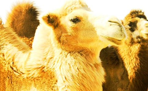 《駱駝和羊》