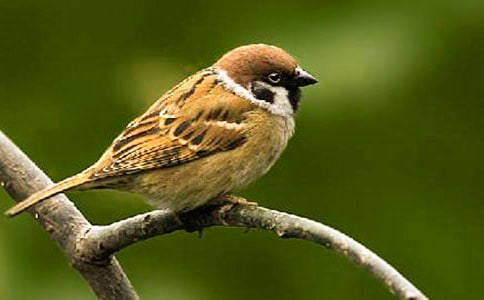 С��ȸ���ģ����x74ƪ��