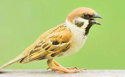 �茑��ȸ������