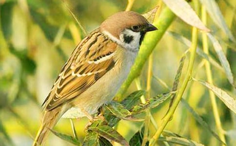 《麻雀》優(yōu)秀教學(xué)設(shè)計(jì)(精選16篇)