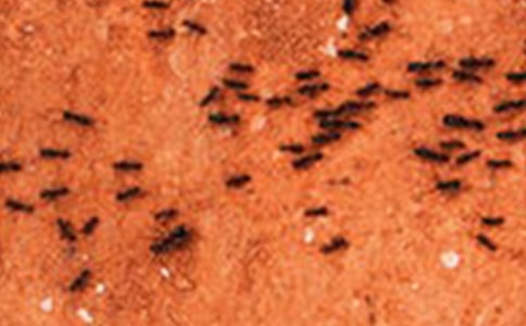 �w����Λρ�ᶹ���̰�