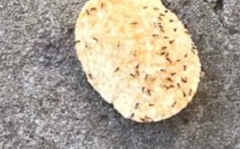 小班體育游戲教案《螞蟻搬豆》