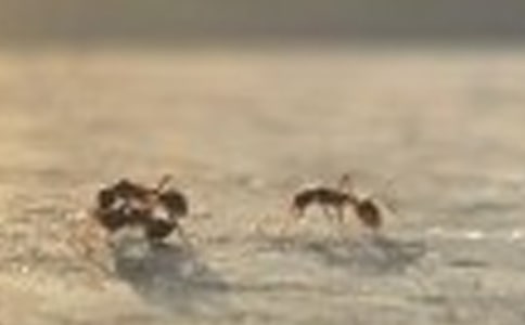 ��Λρ�ᶹ�����а��w���̰��c��˼ģ��