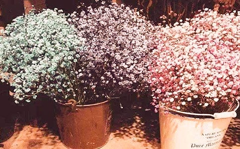 送你滿天星光作文