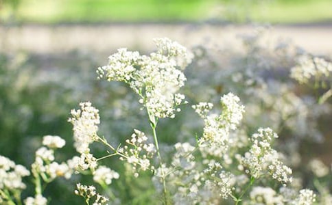 滿天星優(yōu)秀作文(通用42篇)