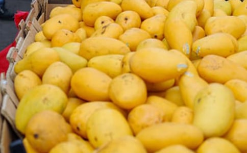 介紹芒果的作文