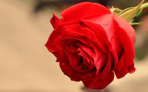 形容玫瑰花的句子22條