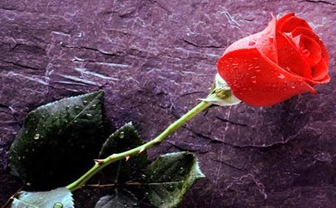 玫瑰優(yōu)秀作文