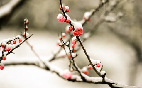 梅花個性詩歌說說(通用40句)