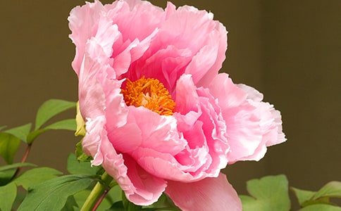 描寫牡丹外形的句子260句