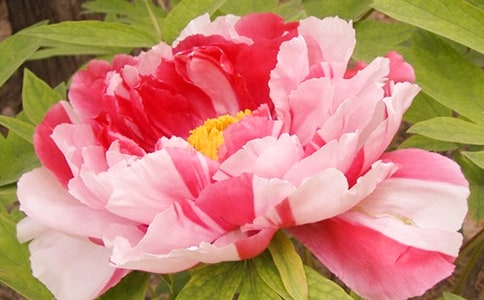 ��ĵ������