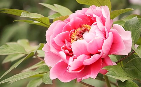 2023������ĵ�����ľ���9��