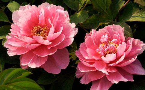 ĵ����С�W(xu��)����