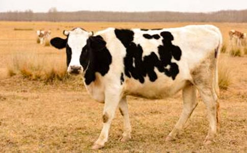 奶牛作文(精選29篇)