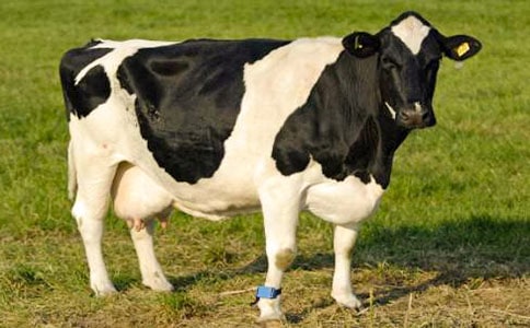 ���������������Ľ̌W(xu��)�O(sh��)Ӌ