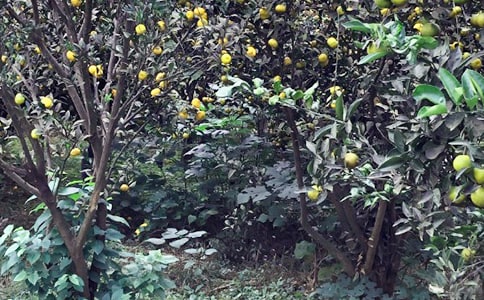 �r(n��ng)�Ҙ�����(9ƪ)