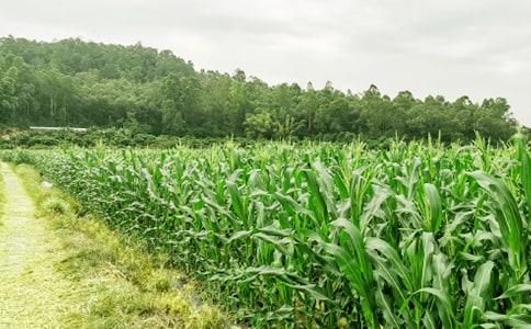 ���r(n��ng)�Ҙ�(l��)����