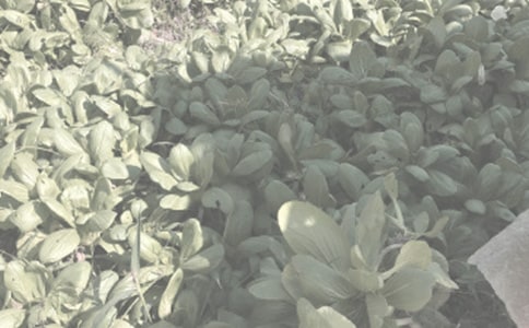 關(guān)于農(nóng)作物種合同范文集錦五篇