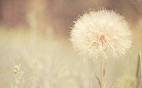 有關(guān)等待的作文素材:沙漠蒲公英