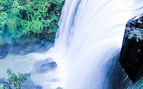 紫藤蘿瀑布(網(wǎng)友來稿)