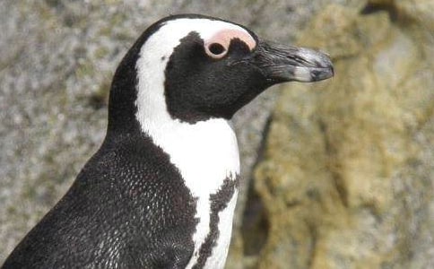 《帝企鵝日記》觀后感14篇