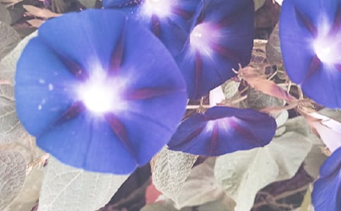 �茑������������3ƪ