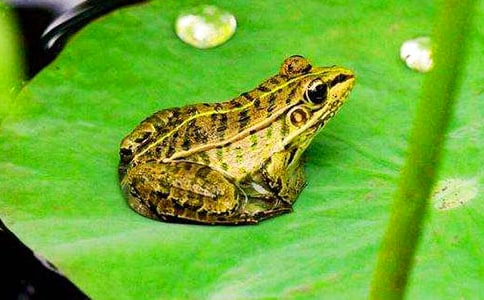 小學(xué)生保護(hù)青蛙的作文(集合)