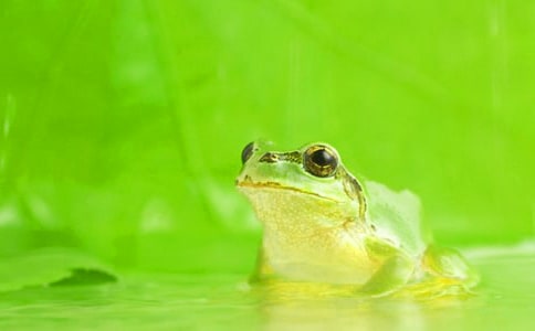 體育游戲教案:《青蛙跳跳》(通用10篇)